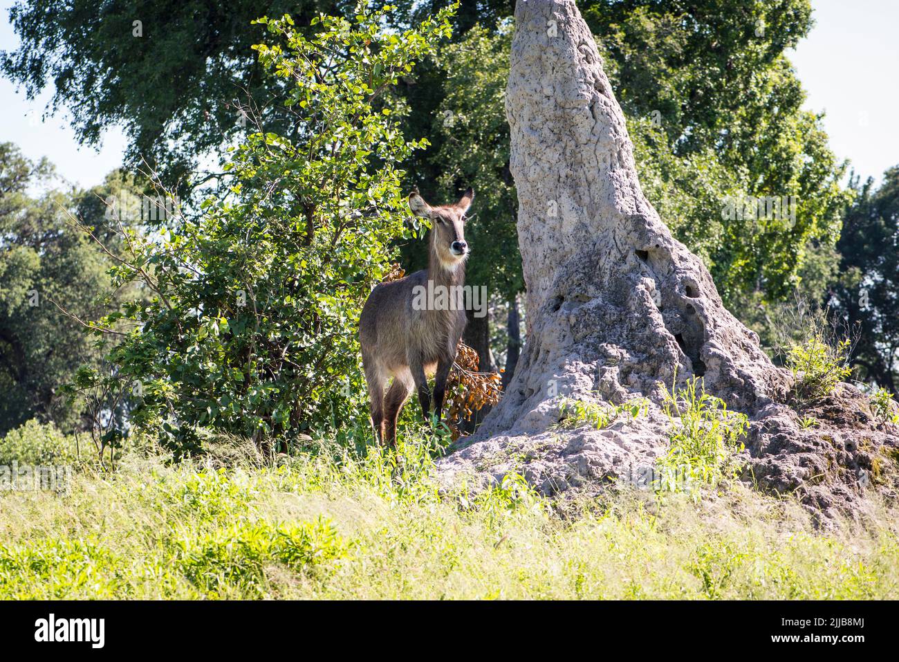 Okavango Delta Wildpark Stockfoto