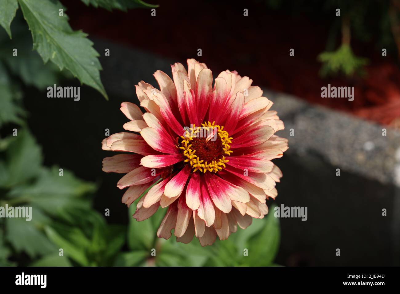 Isolierte natürliche Zinnia Blume auf grünem Hintergrund Stockfoto