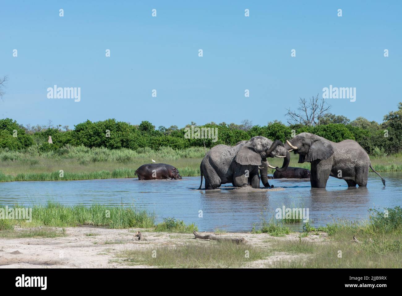 Elefanten, Okavango Delta Wildpark Stockfoto