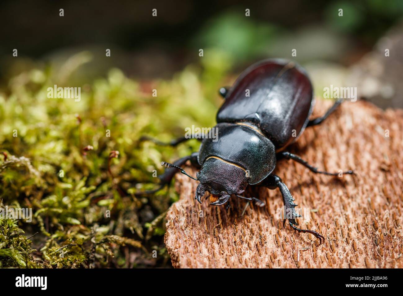 Hirschkäfer (Lucanus cervius). Weibliches Insekt in der Natur Stockfoto