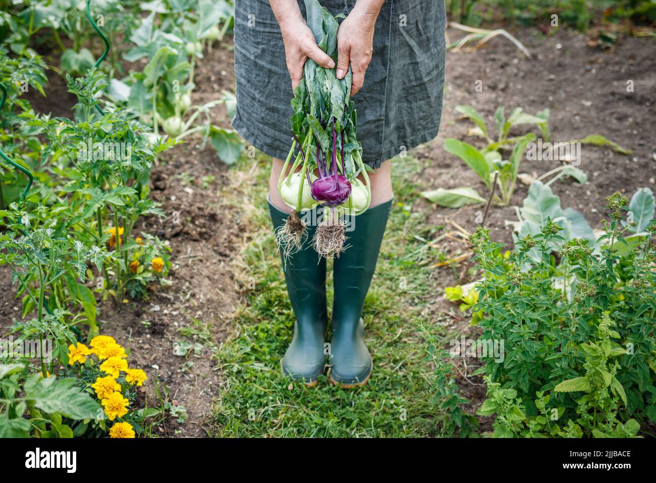 Bio-Gartenarbeit. Bauer hält geerntete Kohlrabi aus dem Gemüsegarten Stockfoto