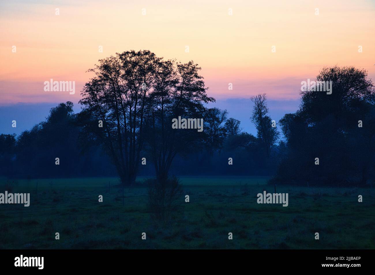 Bei Sonnenaufgang, mystischer Sonnenaufgang mit einem Baum auf der Wiese im Nebel. Warme Farben aus der Natur. Landschaftsfotografie in Brandenburg Stockfoto