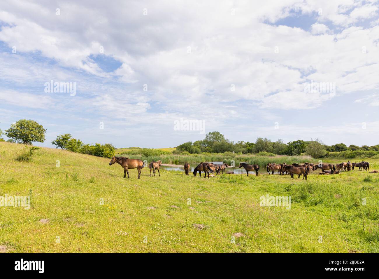 Herde halbwilder Exmoor-Pony-Pferde auf der dänischen Ostseeinsel Langeland Stockfoto