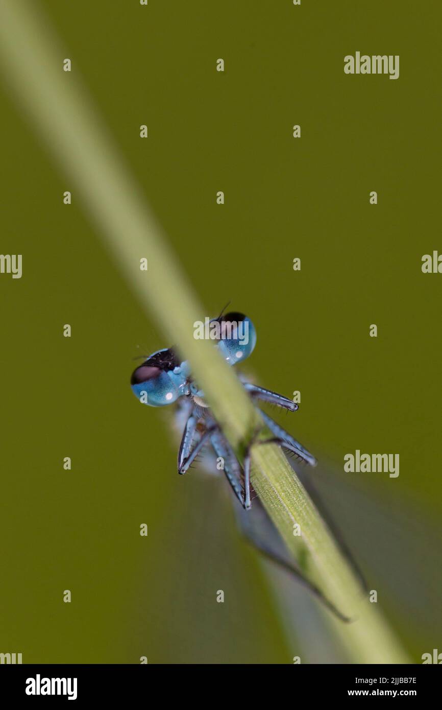 Azurblaue Damselfliege Coenagrion puella, erwachsener Rüde, auf Stiel sitzend, Wheatfen, Norfolk, Großbritannien im Juni. Stockfoto