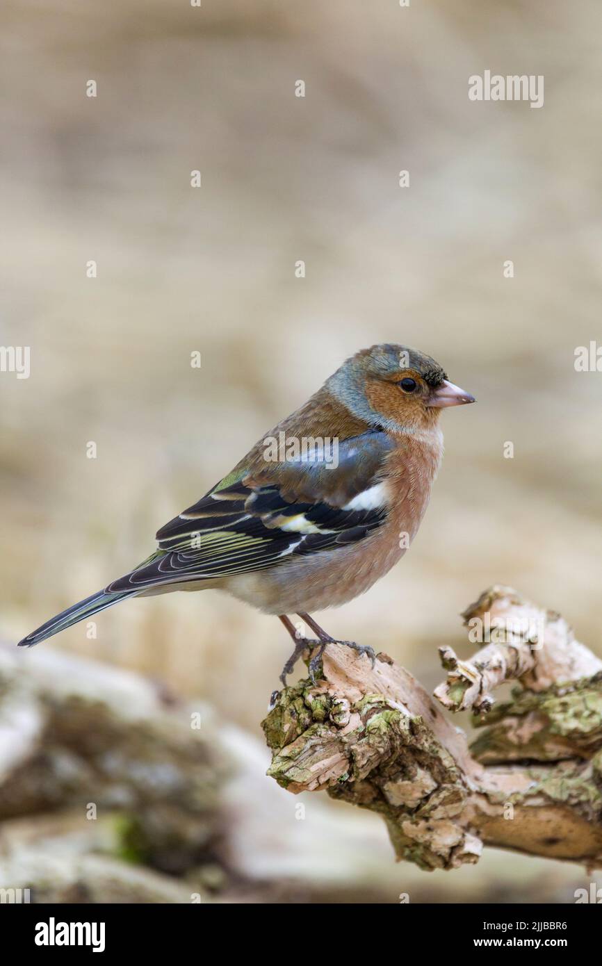 Gewöhnlicher Buchfink Fringilla coelebs, erwachsener Mann, der auf einem Ast sitzt, Berwick Bassett, Wiltshire, Großbritannien, Februar Stockfoto