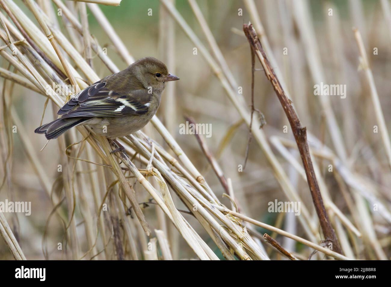 Gewöhnlicher Buchfink Fringilla coelebs, erwachsenes Weibchen, das auf der Ernte thront, Berwick Bassett, Wiltshire, Großbritannien, April Stockfoto