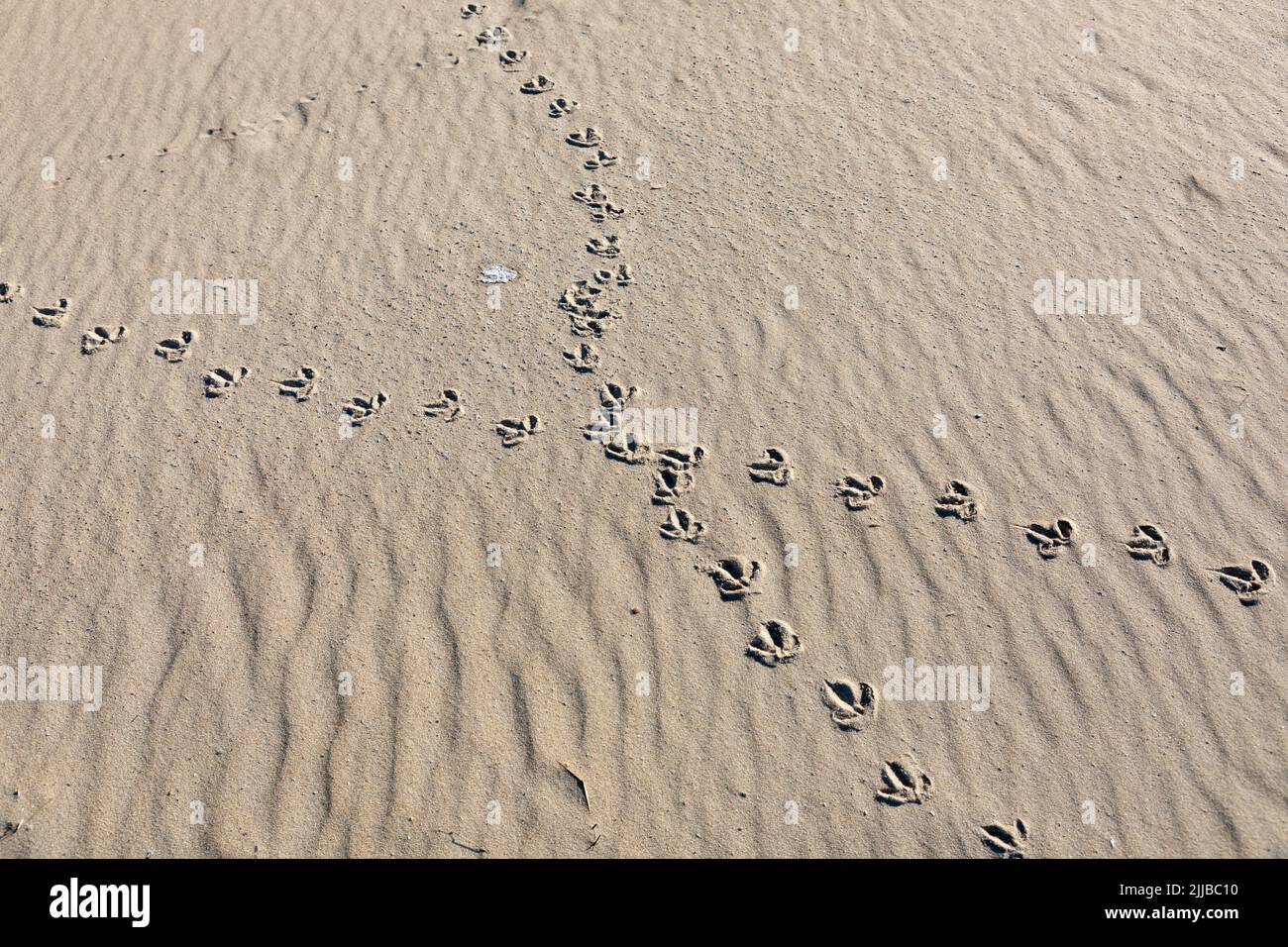 Tierspuren am Sandstrand von Spiekeroog Stockfoto