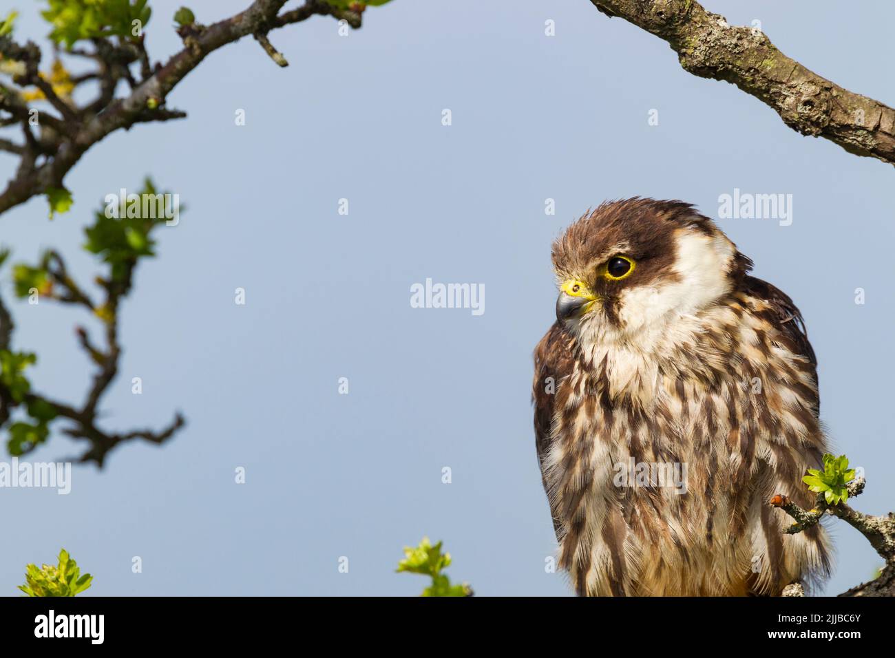 Eurasisches Hobby Falco subbuteo (gefangen), Jungtier auf Zweig gehockt, Castle Caereinion, Wales, Großbritannien, April Stockfoto