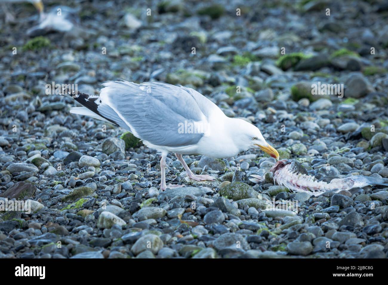 Hering Gull (Larus argentatus) beim Essen eines toten Fisches an einem Kieselstrand in Moelfre Anglasey Stockfoto