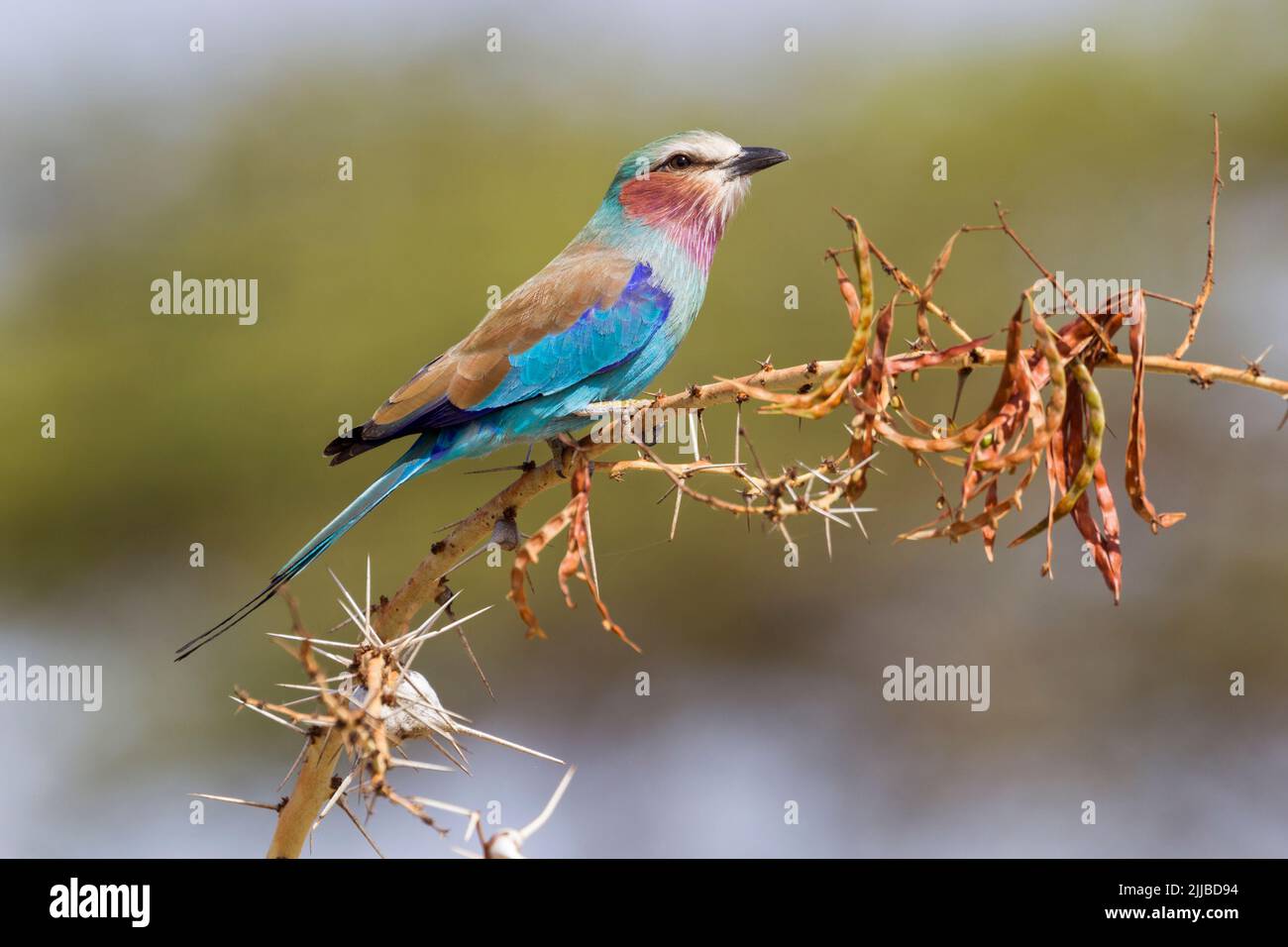 Lilakreihige Roller Coracias caudatus, Erwachsene, im dornigen Akazienschrub, Diida Xuyyurra Ranch, Yabello, Äthiopien im März. Stockfoto