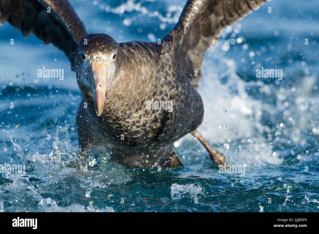 Der nördliche Riesenpetrel Macronectes halli, der im November in Kaikoura, Neuseeland, auf dem Wasser lief. Stockfoto