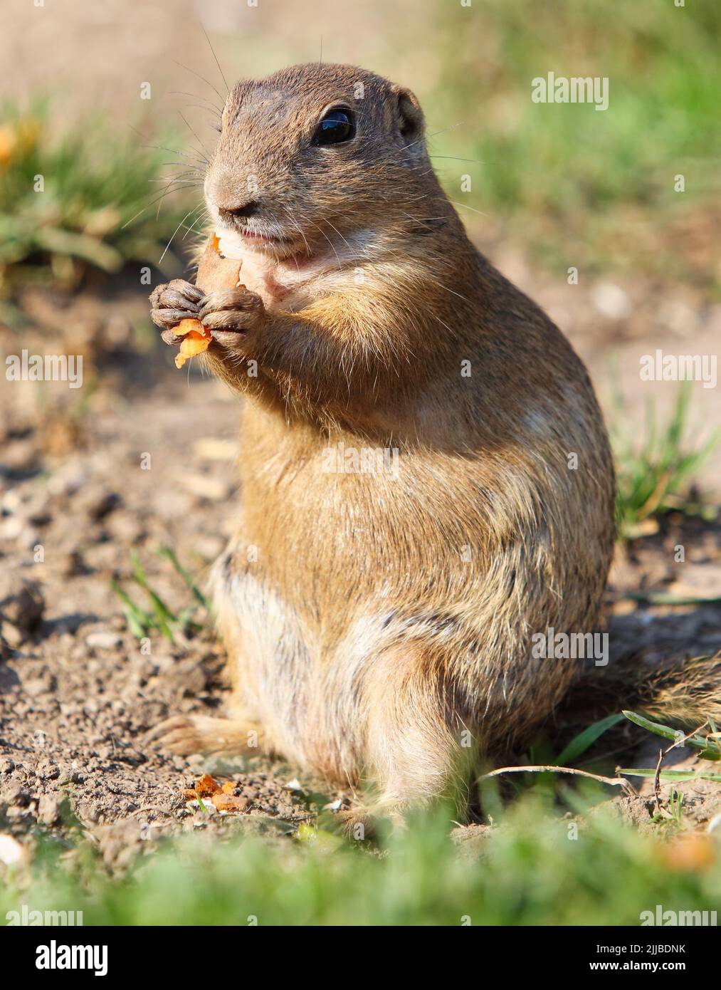 Cute Europen Ziesel essen in der natürlichen Umgebung, Nahaufnahme, Detail, Spermophilus citellus, Slowakei Stockfoto
