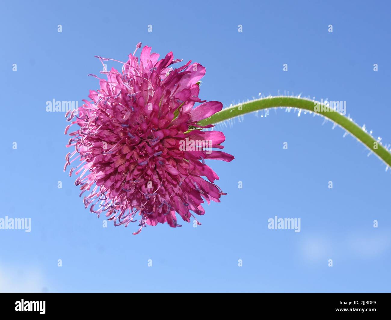 Die mazedonische scheußliche Knautia macedonica-Karmesinblüte aus der Nähe Stockfoto