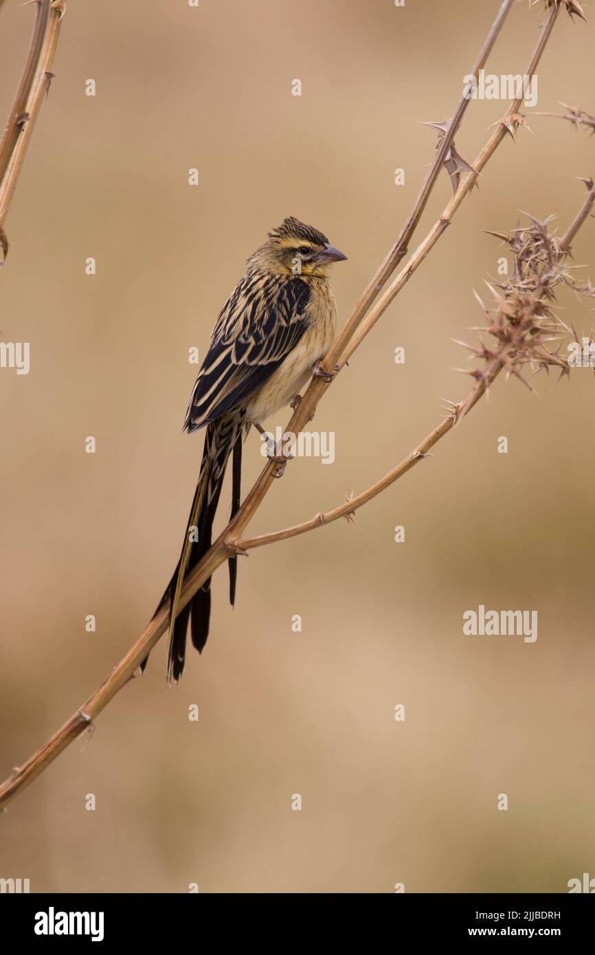 Rotbärtiger Witwenvogel Euplectes Ardens, nicht brütender Männchen, auf Vegetation gehüllt, Gaysay Valley, Äthiopien im März. Stockfoto