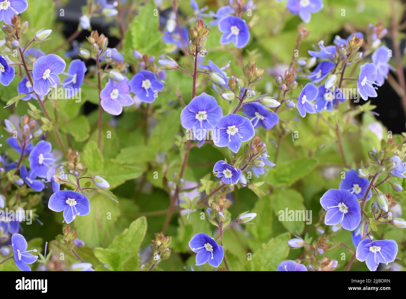 Speedwell aus der Vogelperspektive Veronica chamaedrys europäische Wildblume Stockfoto