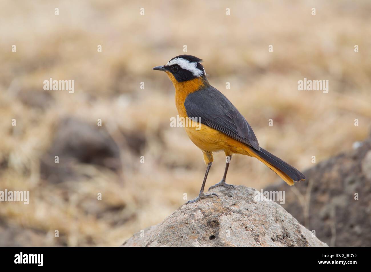 Rüppells Robin-Chat Cossypha semirufa, im März auf Felsen in der Nähe von Goba, Äthiopien. Stockfoto