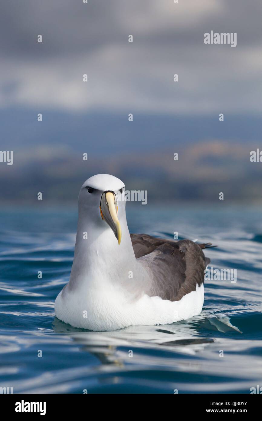 Salvins Mollymawk Diomedea cauta salvini, Erwachsene, die im November auf dem Meer in der Nähe von Kaikoura, Neuseeland, ruhen. Stockfoto