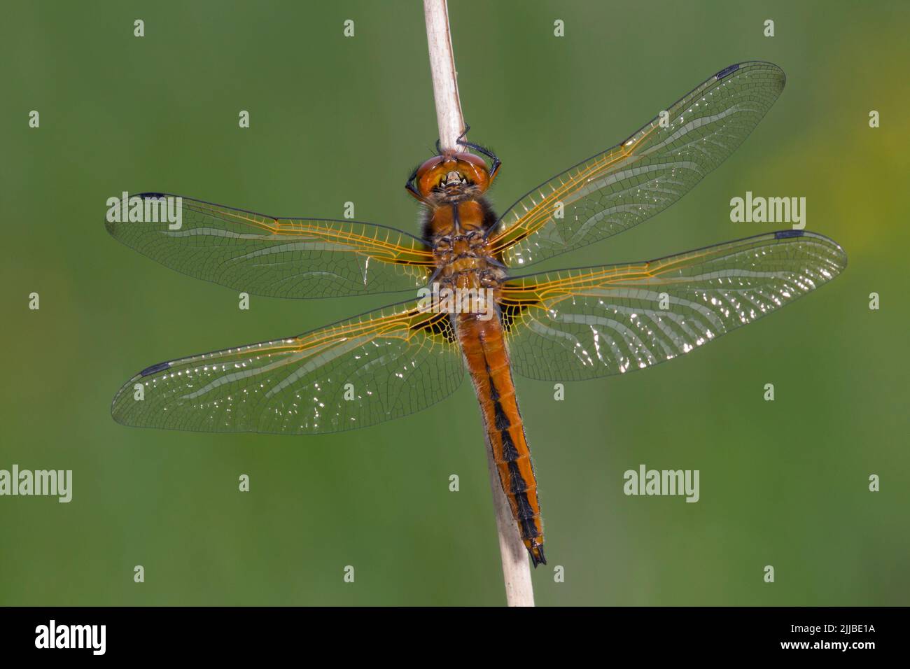 Knappen Chaser Libellula Fulva, unreifen männlich, thront auf Vegetation, Wheatfen, Norfolk, Großbritannien im Juni. Stockfoto