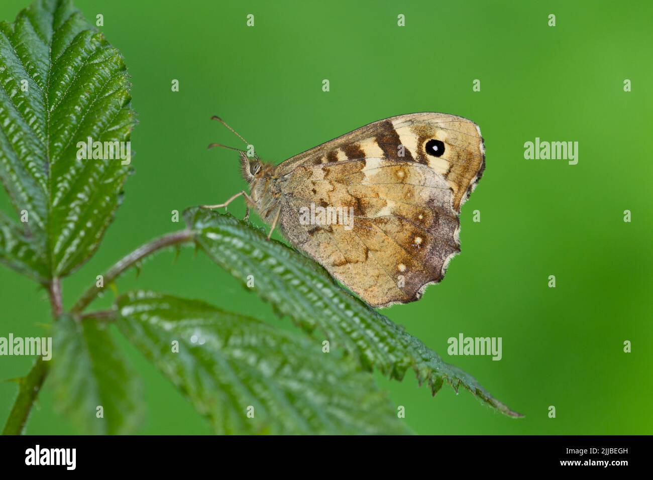 Gesprenkeltes Holz Pararge aegeria, Roosting auf Bramble, Wheatfen, Norfolk im Juni. Stockfoto