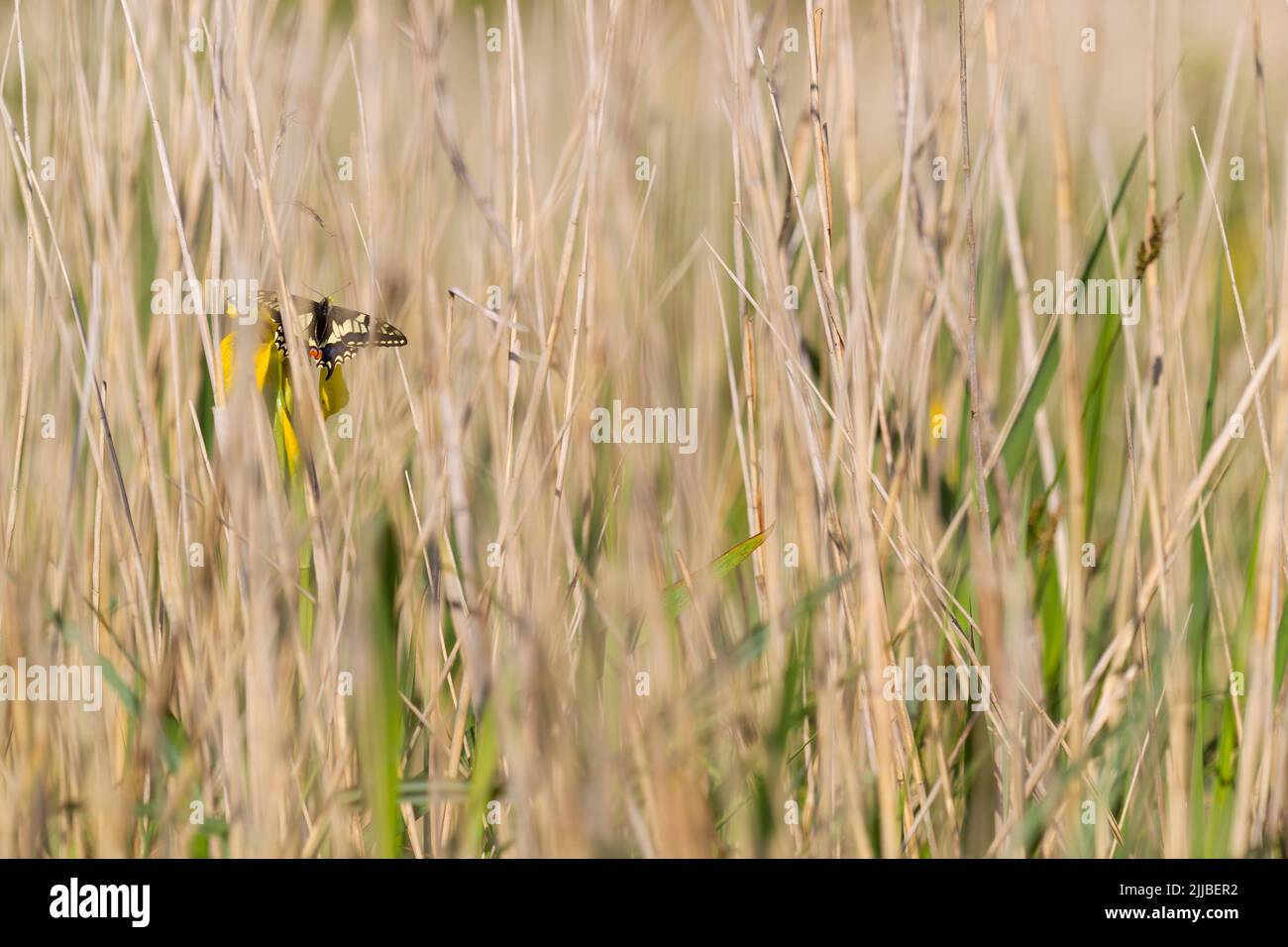 Schwalbenschwanz Papilio machaon, Erwachsener, der sich im Juni in Wheatfen, Norfolk, Großbritannien, im Reedbed sonnt. Stockfoto