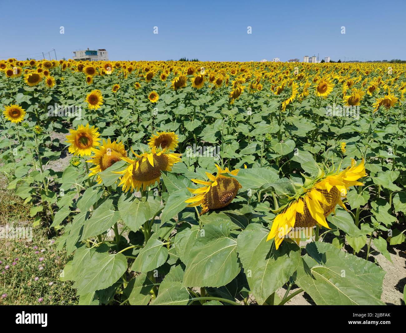 Gelbe Sonnenblumen. Sonnenblumenfeld, ländliche Landschaft Stockfoto