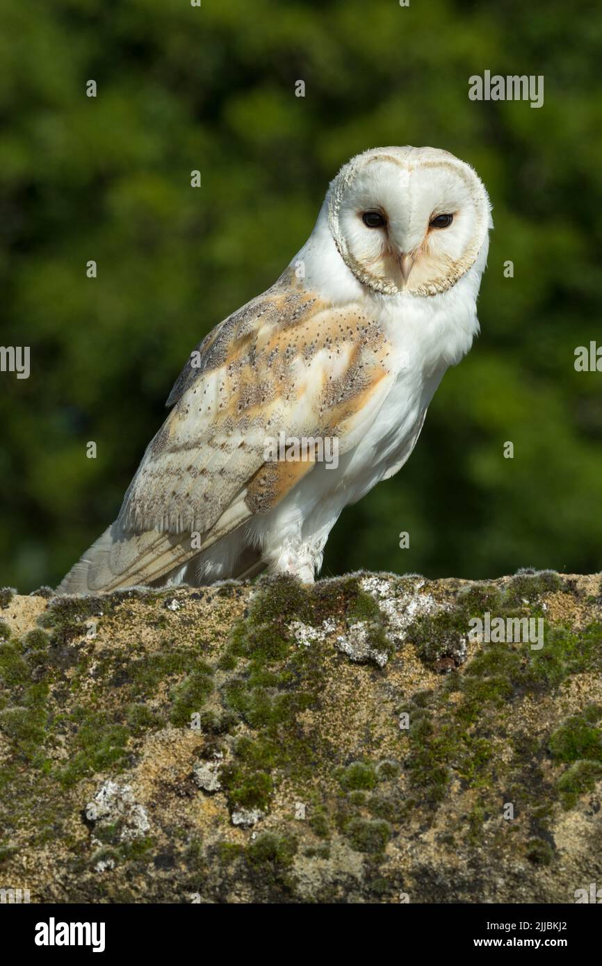 Schleiereule Tyto alba (Captive), erwachsener Mann, auf moosigen Dachziegel gehockt, Hawk Conservancy Trust, Andover, Hampshire, UK, September Stockfoto