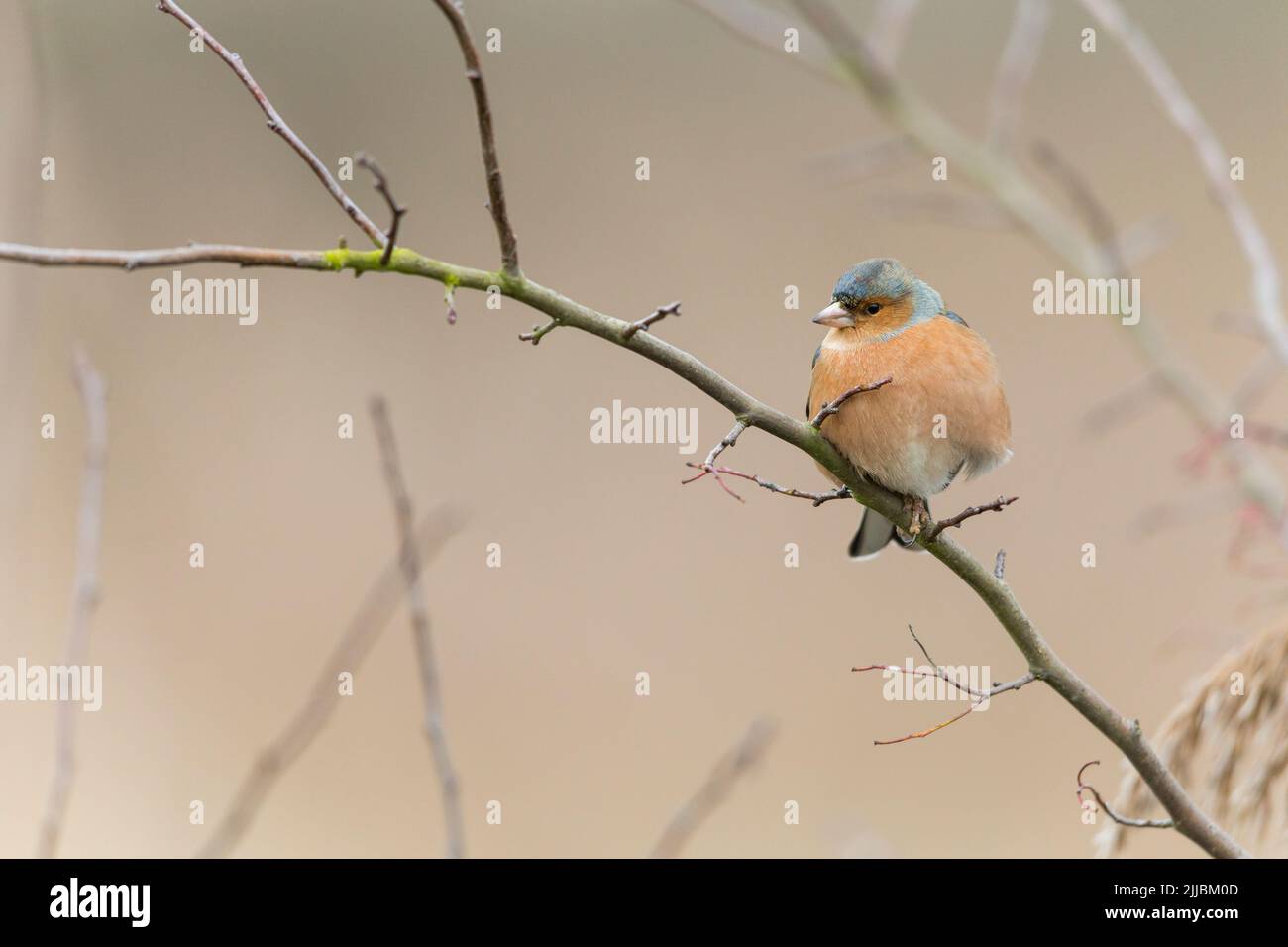 Gewöhnlicher Buchfink Fringilla coelebs, erwachsener Rüde, in Wintervegetation gelegen, Otmoor RSPB Reserve, Oxfordshire, Großbritannien im Januar. Stockfoto