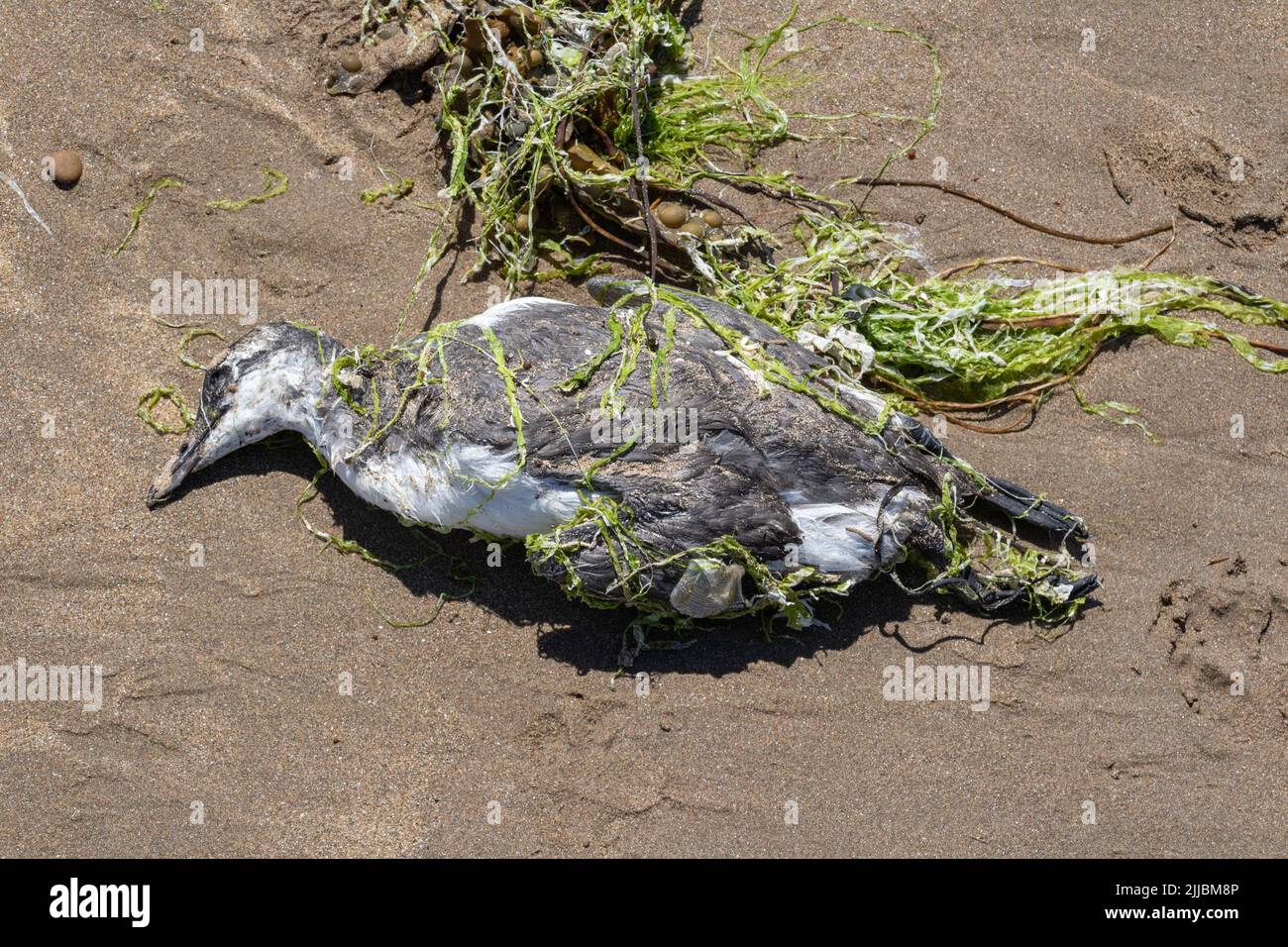 Guillimot (Uria aalge) Leiche, bedeckt mit Algen. Ein Opfer der Vogelgrippe (HPAI) H5N1, wurde am Strand von Northam, Devon, ausgewaschen Stockfoto Guillimot (Uria aalge) Leiche, bedeckt mit Algen. Ein Opfer der Vogelgrippe (HPAI) H5N1, wurde am Strand von Northam, Devon, ausgewaschen Stockfoto
