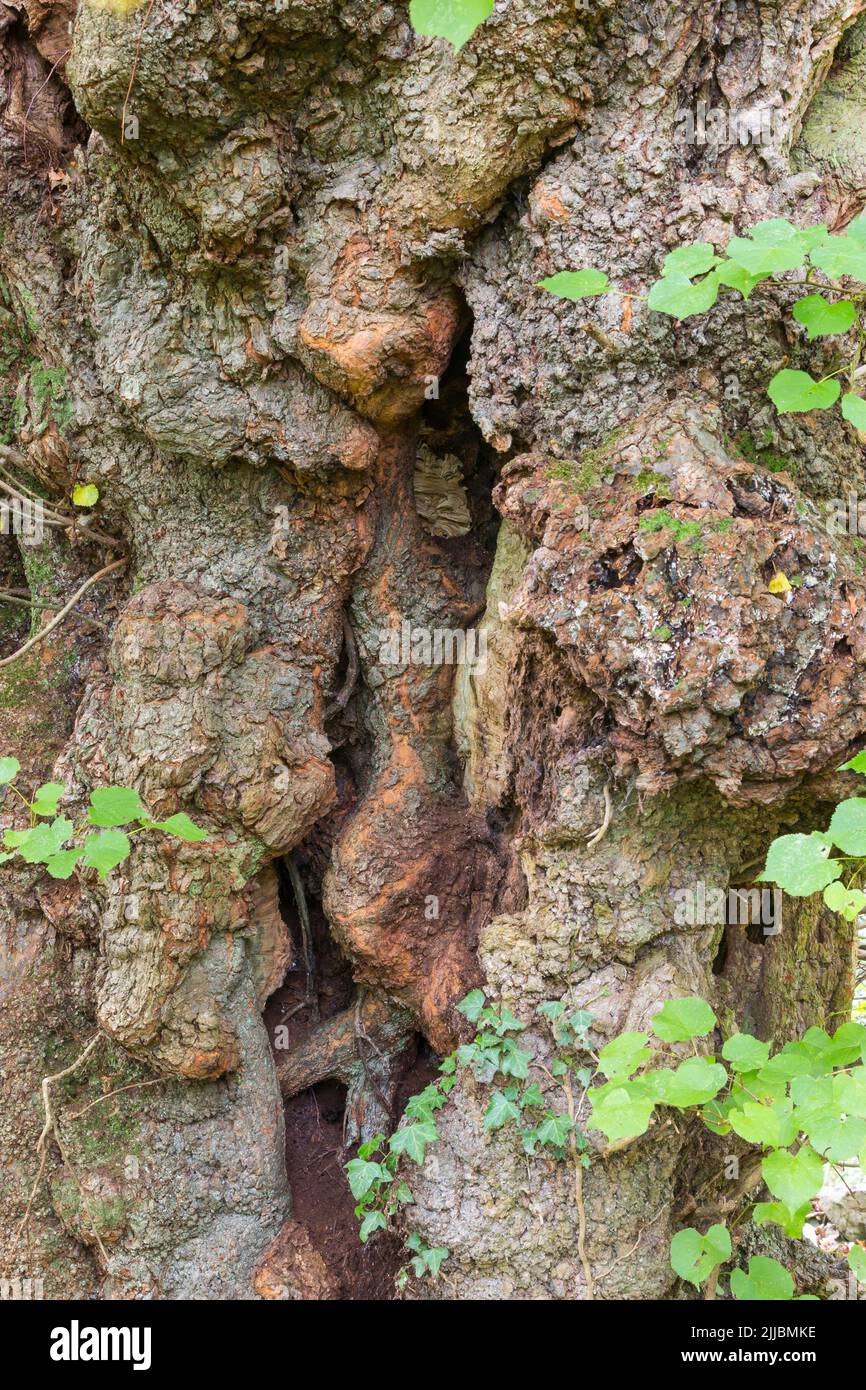 Europäische Hornisse Vespa crabro, nisten im alten Wych Ulme Ulmus glabra Baum, Cleeve, Somerset, Großbritannien im Oktober Stockfoto