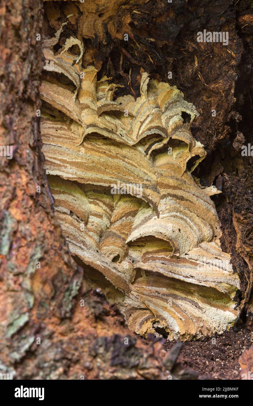 Europäische Hornisse Vespa crabro, nisten im alten Wych Ulme Ulmus glabra Baum, Cleeve, Somerset, Großbritannien im Oktober Stockfoto