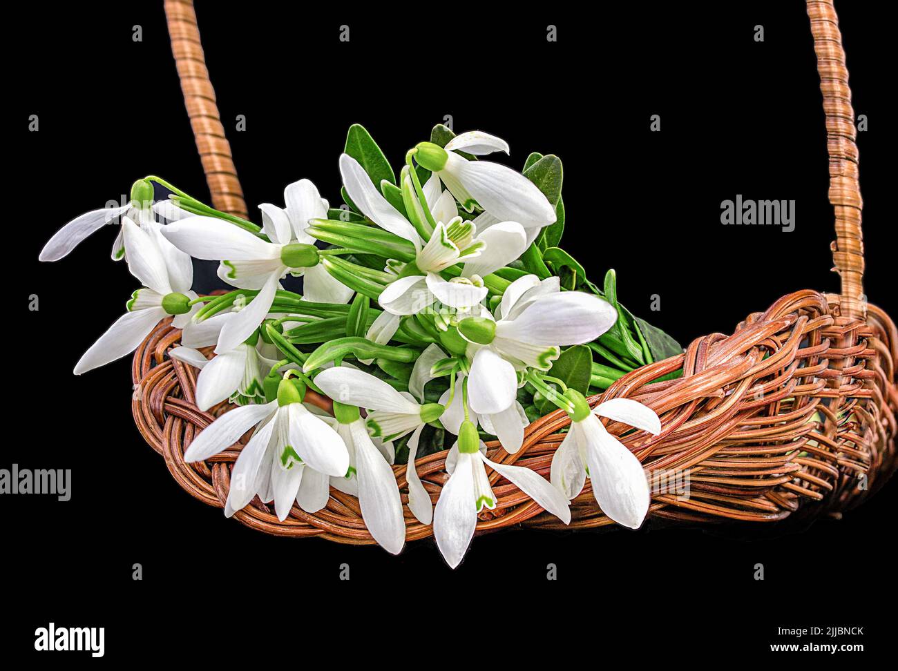 Bouquet von Frühlingsschneeglöckchen in einem Korb auf schwarzem Hintergrund Stockfoto