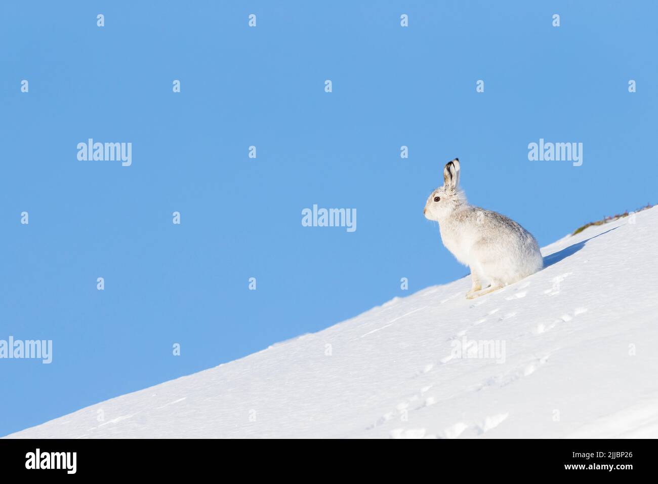 Berghase Lepus timidus, erwachsen, sitzt wachsam im Schnee gegen blauen Himmel, Findhorn Valley, Schottland im Februar. Stockfoto
