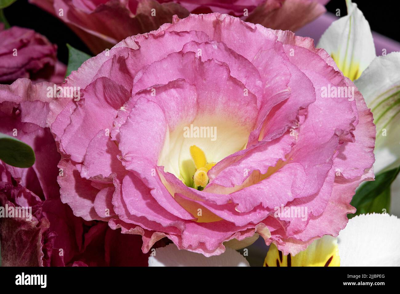 BILD EINER BLUME BUD EINES SCHÖNEN ROSA EUSTOMA Stockfoto