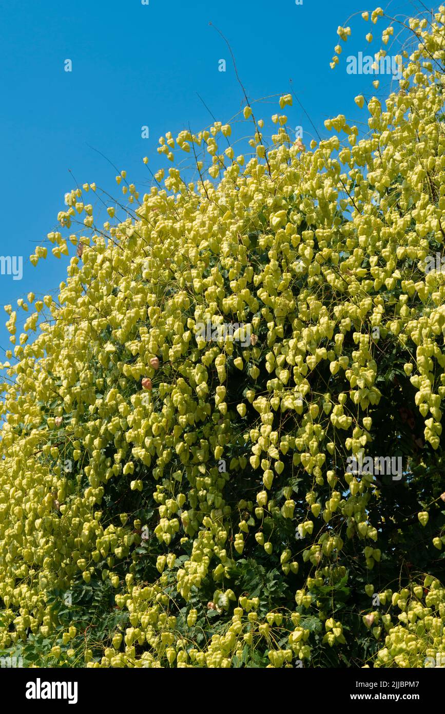 Koelreuteria Paniculata Baum Stockfotografie Alamy