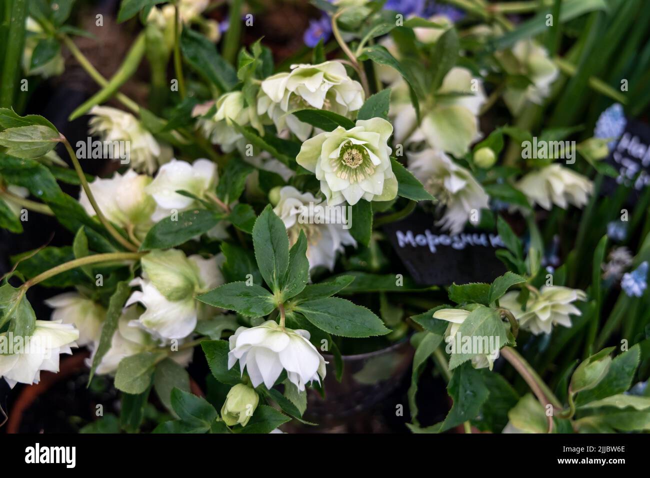 Helleborus orientalis im Frühling blüht die DoppelEllen White im Garten Stockfoto