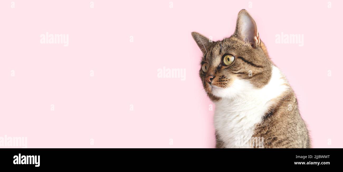 Banner mit brauner gestromter Katze, die vor rosa Hintergrund wegschaut. Selektiver Fokus. Stockfoto
