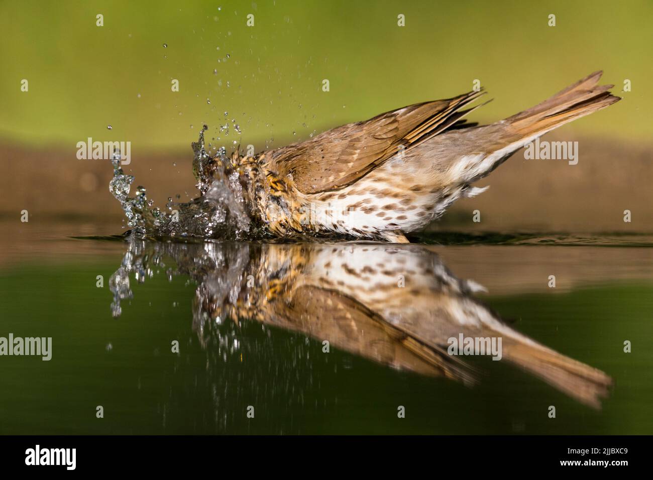 Liederdrossel Turdus philomelos, Baden im Waldbad für Erwachsene, Tiszaalpár, Ungarn, Juli Stockfoto