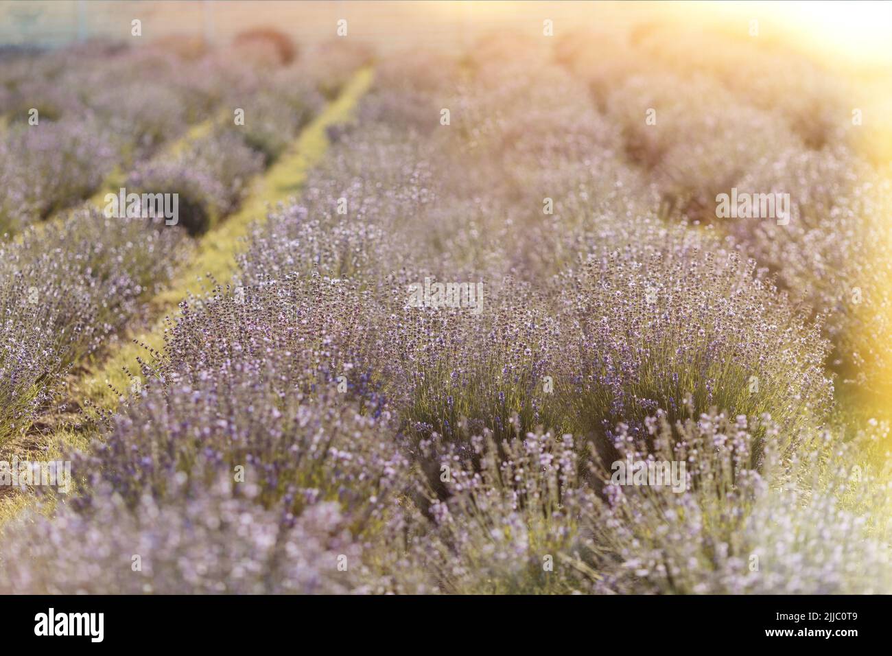 Ein schönes Bild eines Lavendelfeldes, das in einem Sommer gepflanzt wurde Stockfoto
