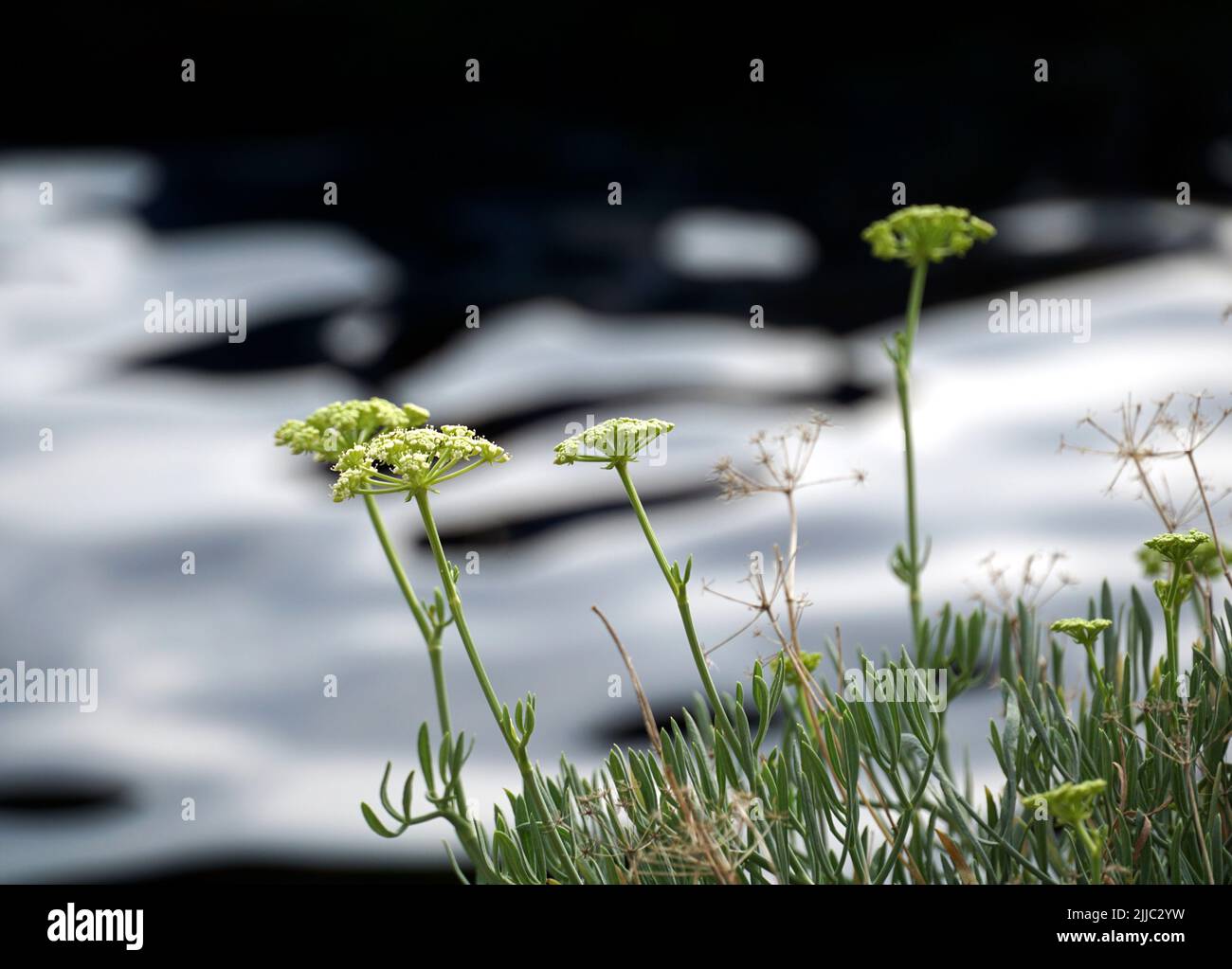 Blühende Pflanze des Meerfenchels oder des Felssamphires oder des Crithmum maritimum mediterranen Krauts Stockfoto