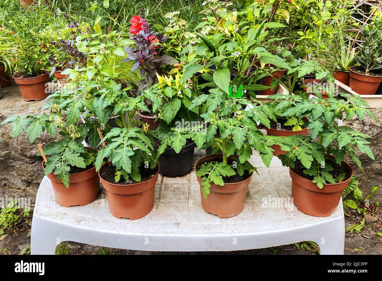 Tomatensträucher in Töpfen stehen zum Verkauf. Tomaten und Paprika Sämlinge in Behältern im Gartengeschäft im Frühjahr zu verkaufen. Stockfoto