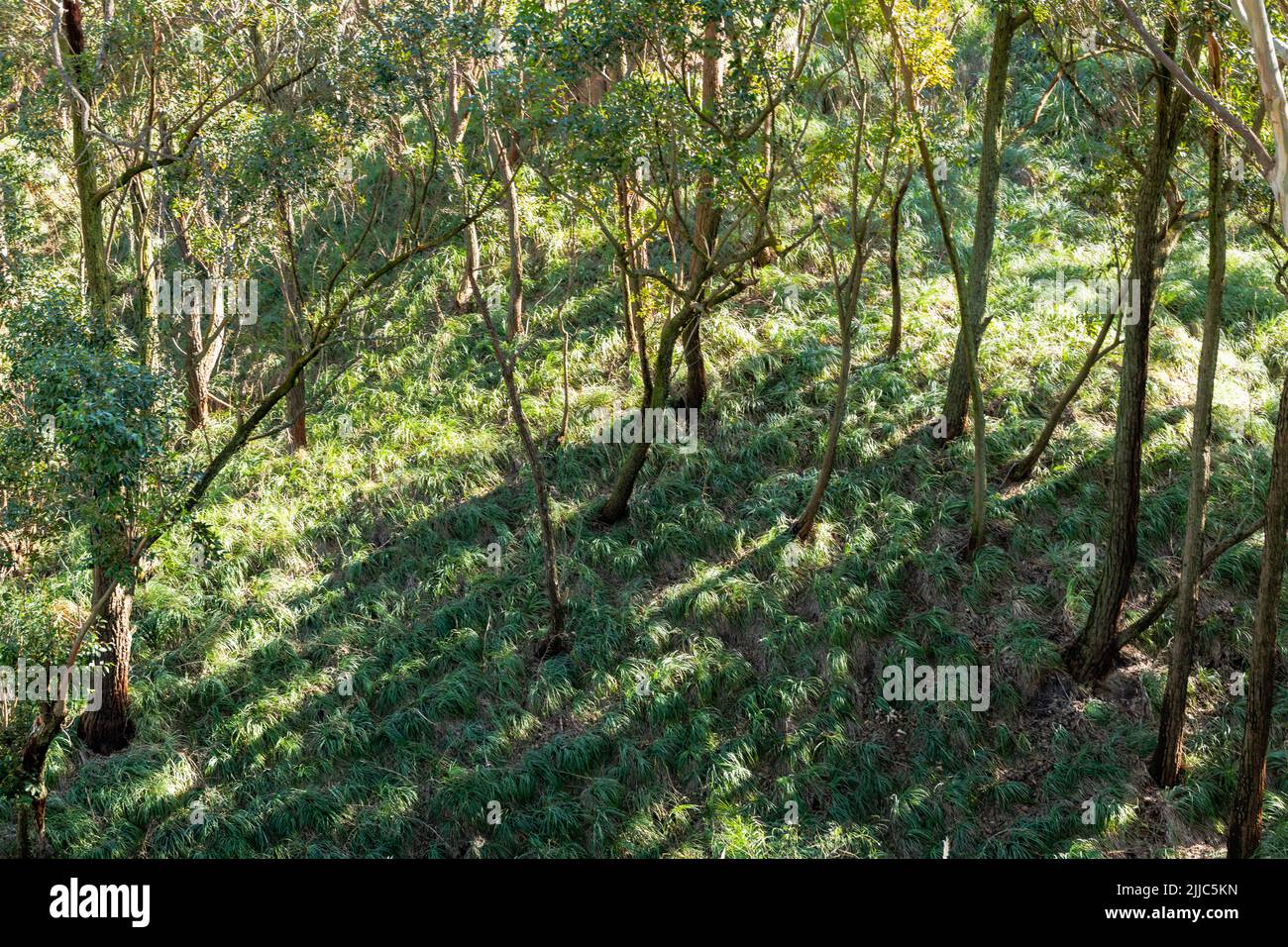 Details der Vegetation und der durch sie einfallenden Lichtstrahlen in der Schlucht von Kiyú, San José, Uruguay Stockfoto