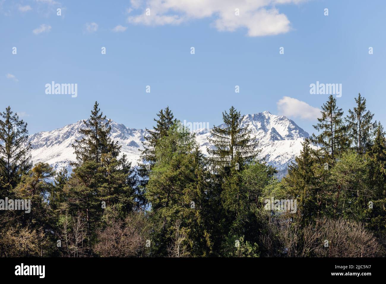 Kiefernkronen umrahmen schneebedeckte Alpengipfel unter einem blassblauen Frühlingshimmel mit vereinzeltem Wolkenbesatz in Trentino, Norditalien. Stockfoto