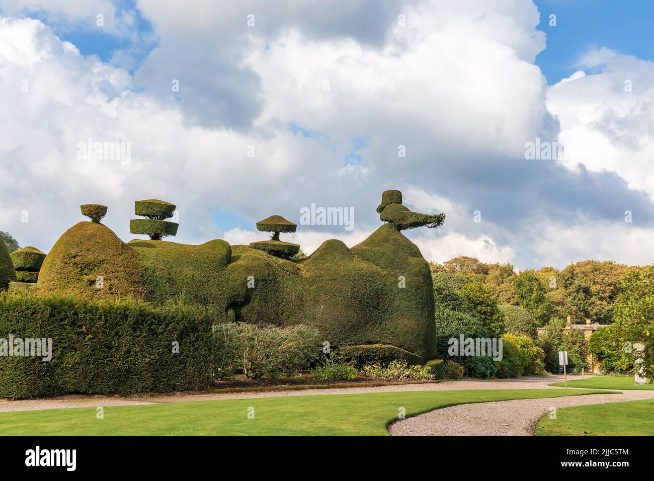 Das skulpturale Merkmal des Eibentyps im Tatton Park, Großbritannien, ist ein wesentlicher Bestandteil des typischen viktorianischen Gartens und ist auch heute noch beliebt. Stockfoto