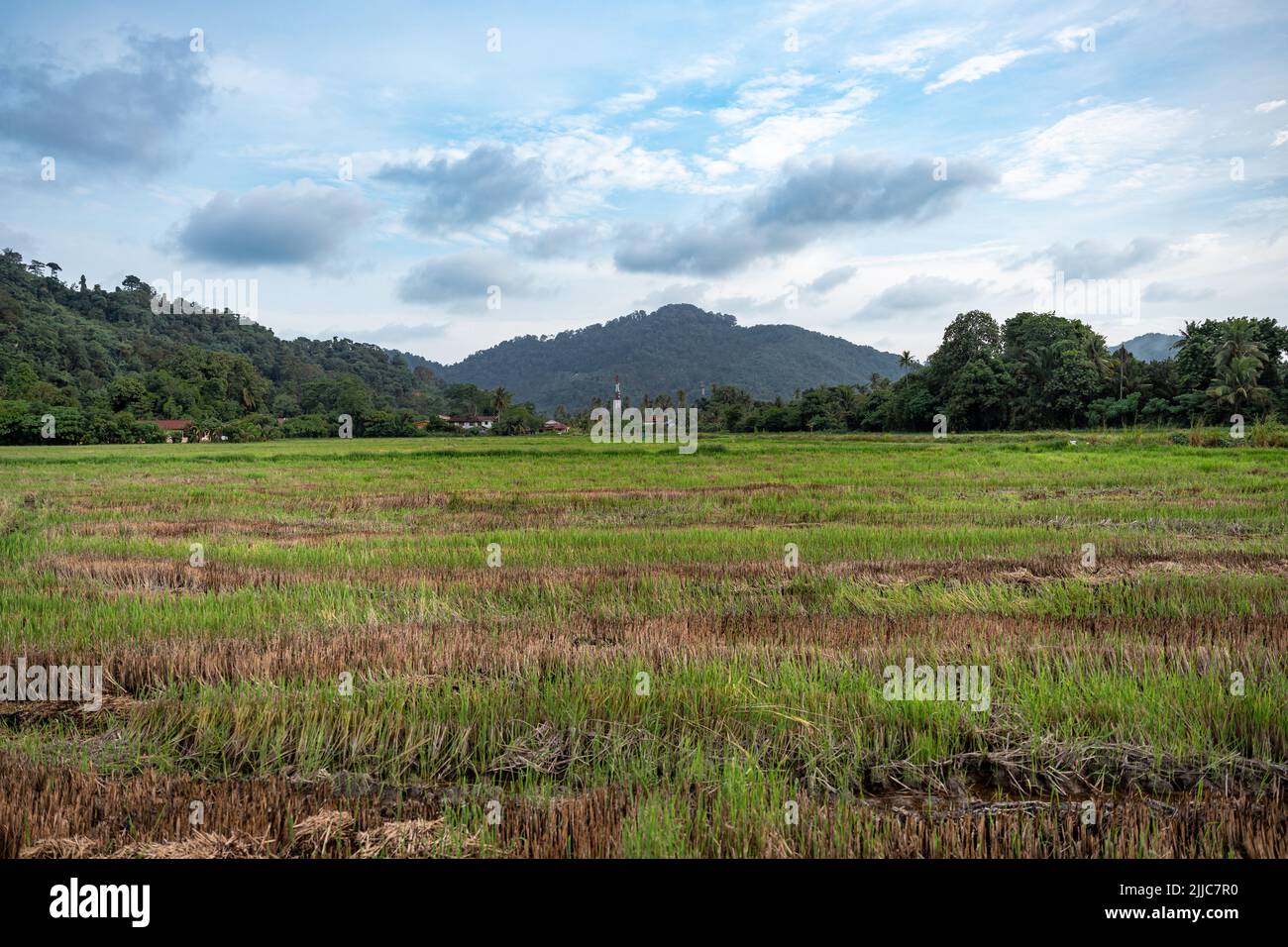 Die schöne Aussicht auf Penang, Balik Pulau. Grünes Reisfeld im Juli. Stockfoto