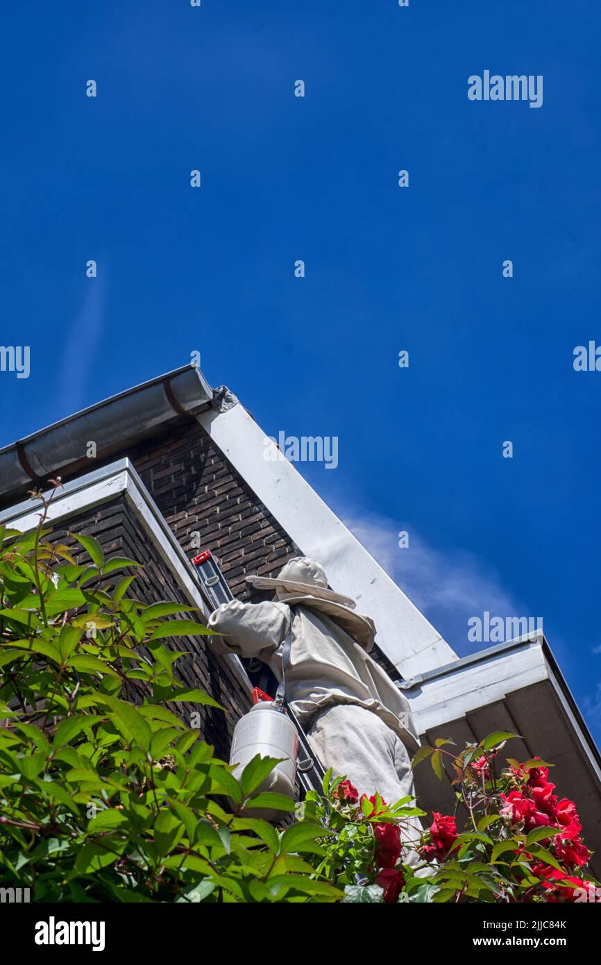 Der Schädlingsbekämpfer spritzt eine giftige Substanz in die Öffnung eines Wespennests auf dem Dach eines Hauses ein Stockfoto
