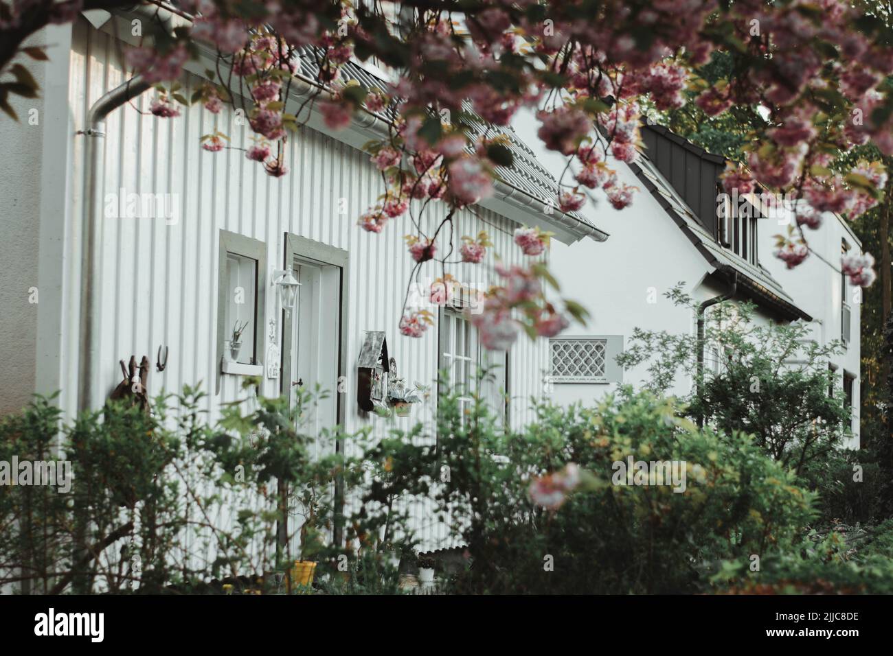 Eine schöne Aufnahme von weißen Häusern, die hinter grünen Sträuchern und rosa Blumen zu sehen sind Stockfoto