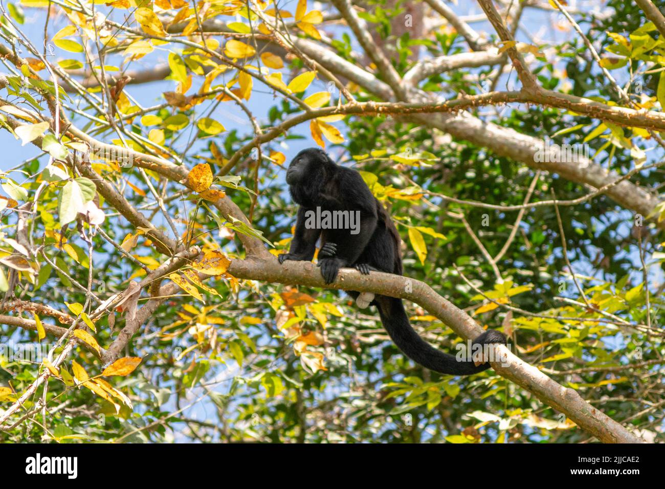 Auf der Monkey Island in Panama thront ein kieschiger Brüllaffe auf einem Ast in einem Regenwald Stockfoto
