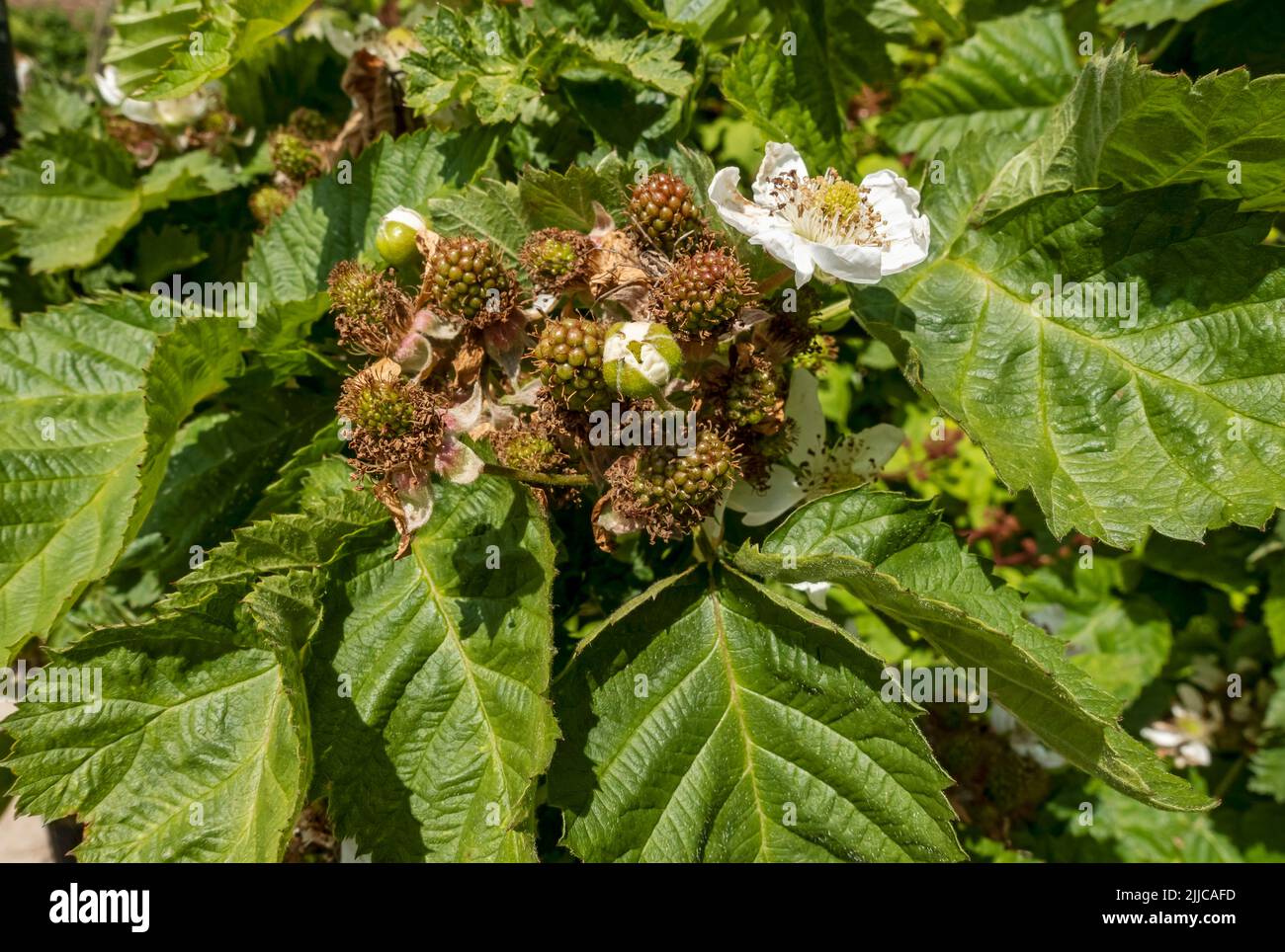 Nahaufnahme von grünen unreifen Früchten der Brombeere Brombeeren Busch 'Black Satin' Brambles Pflanze wächst in einem Gartensommer England GB Großbritannien Stockfoto