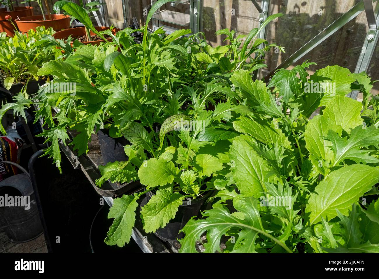 Nahaufnahme von Töpfen gemischter Salatblätter „Oriental Mix“ japanischer Senfspinat Komatsuma zartes Grün, das im Gewächshaus wächst, Sommer England Großbritannien Stockfoto