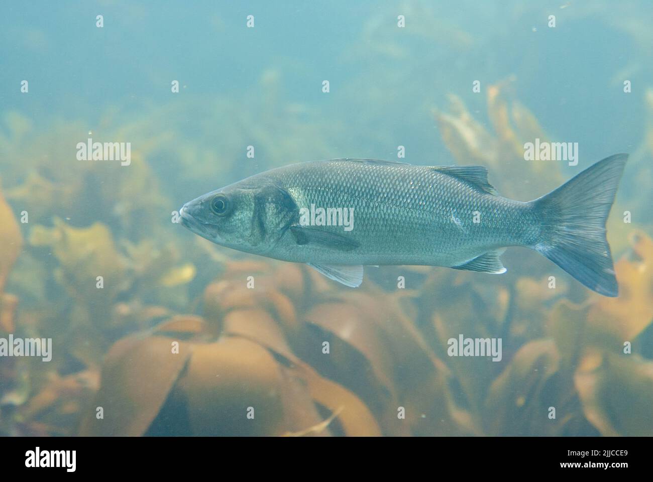 Bass (Dicentrarchus labrax). Fotografiert unter Wasser in Pembrokeshire, Wales, Großbritannien Stockfoto